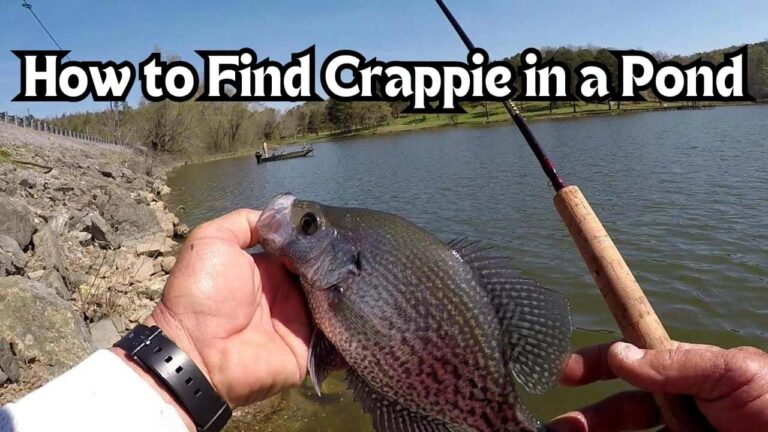 how to find crappie in a pond
