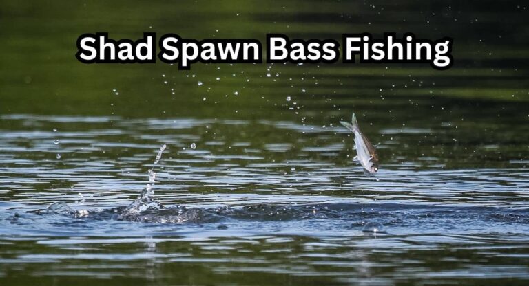 shad spawn bass fishing