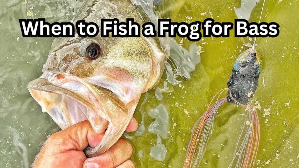 when to use a frog for bass
