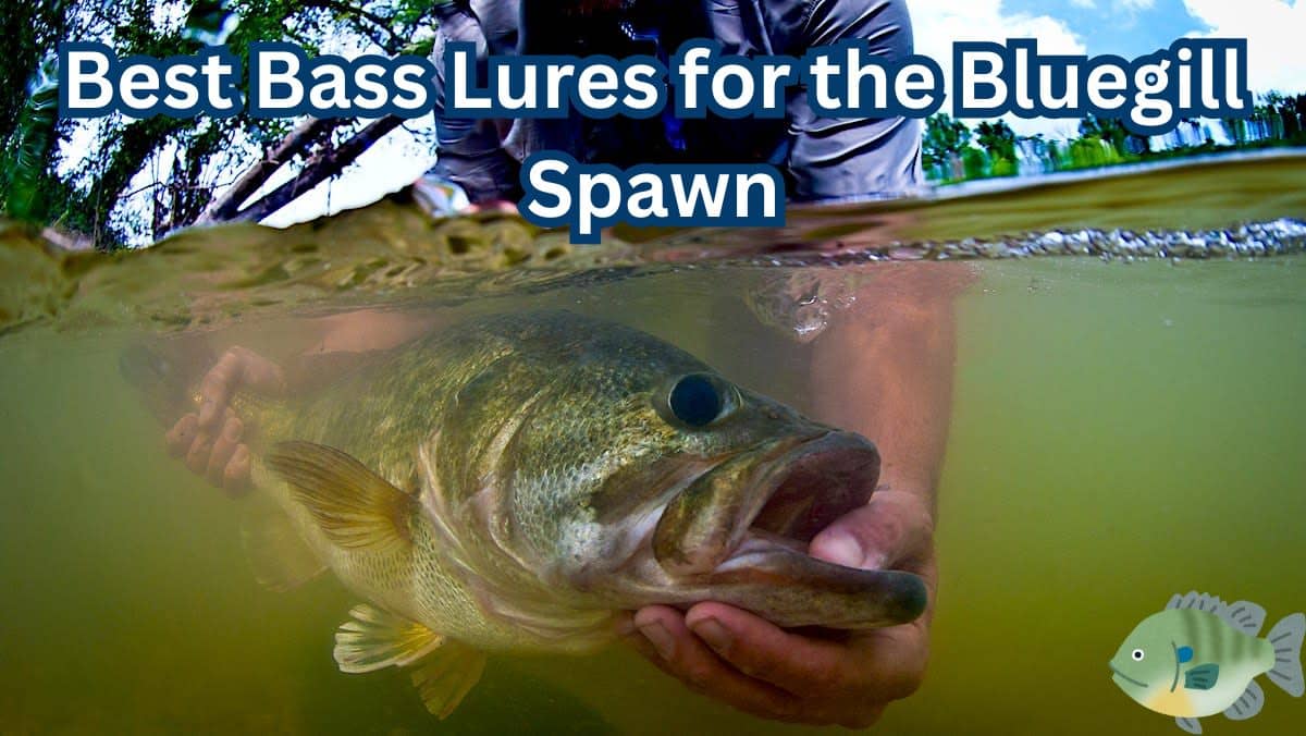 best bass lures for the bluegill spawn