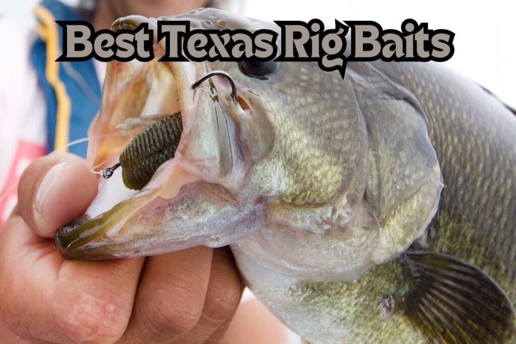 best texas rig baits