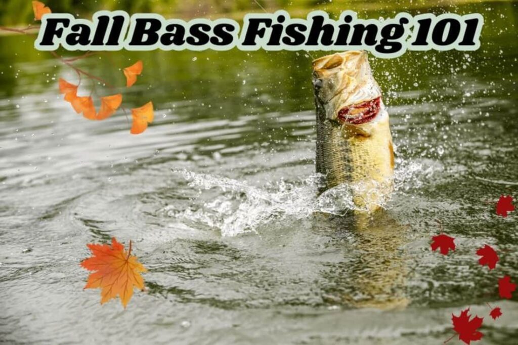 fall bass fishing 101