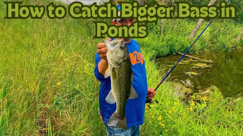 how to catch bigger bass in ponds