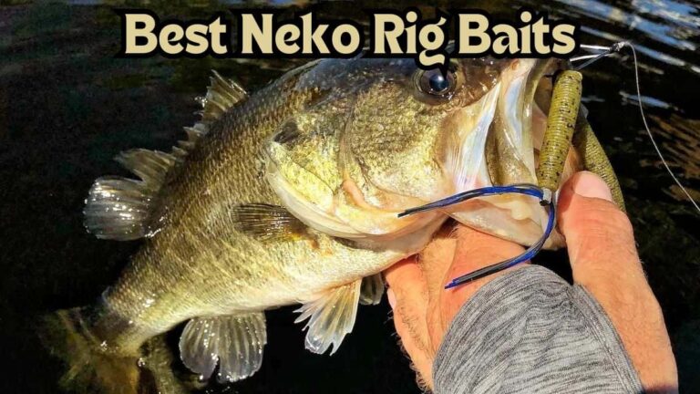 6 Best Neko Rig Baits