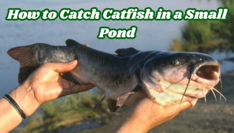 How to Catch Catfish in a Small Pond