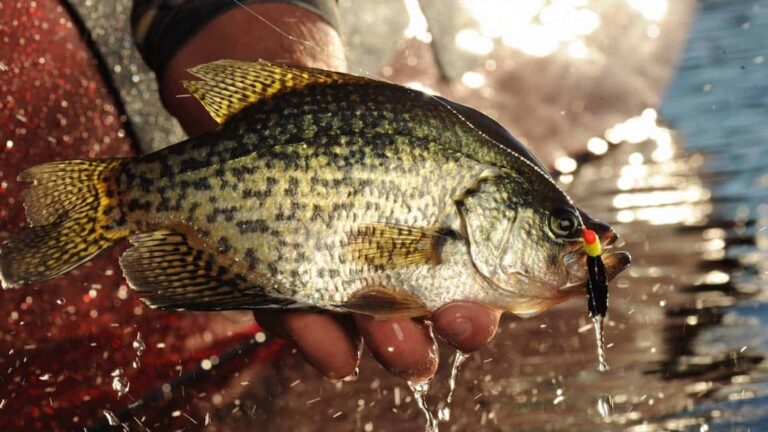 Crappie Fishing with Jig and Bobber