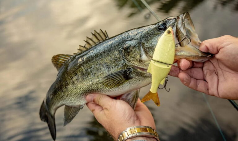 3 Best Entry Level Glide Baits