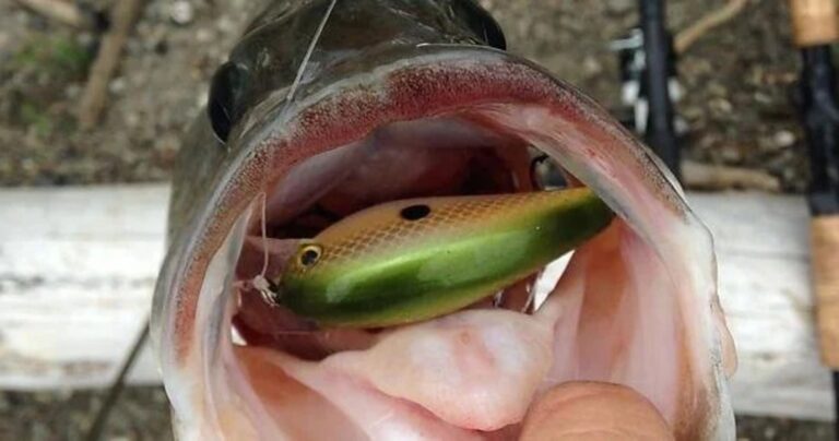 Bait of the Week: The Squarebill Crankbait