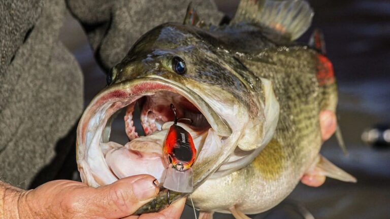 The 5 Best Pre-Spawn Bass Lures