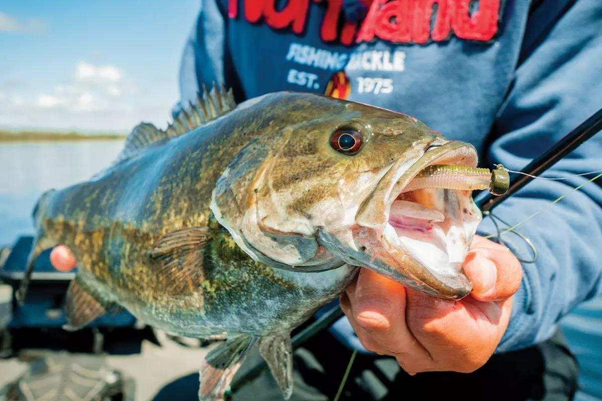 Winter Ned Rig Fishing