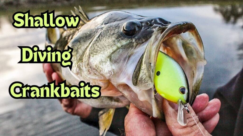 best shallow diving crankbaits