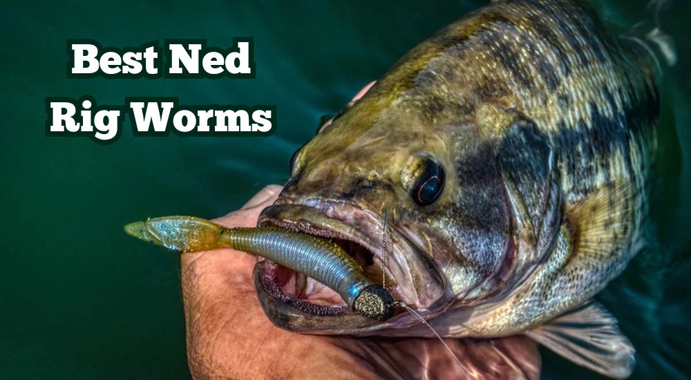 best ned rig worms