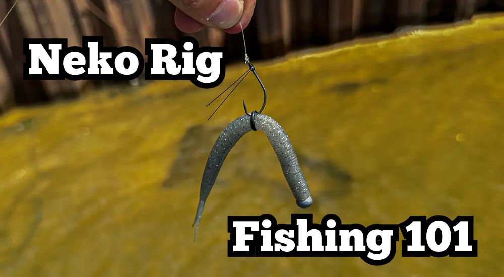 neko rig fishing