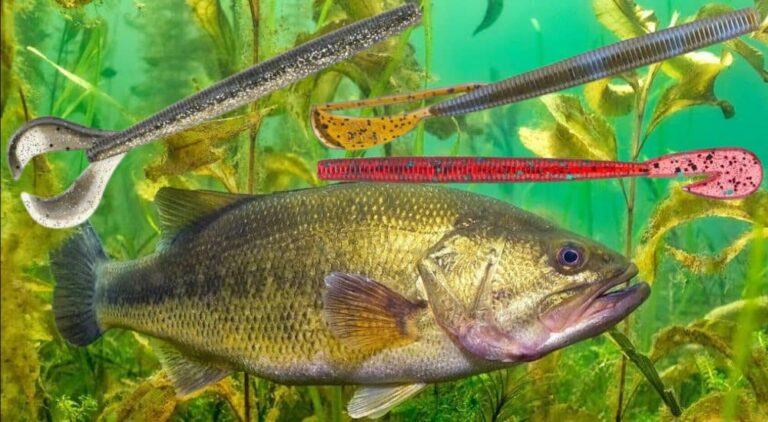 The 3 Best Swimming Worms for Bass Fishing