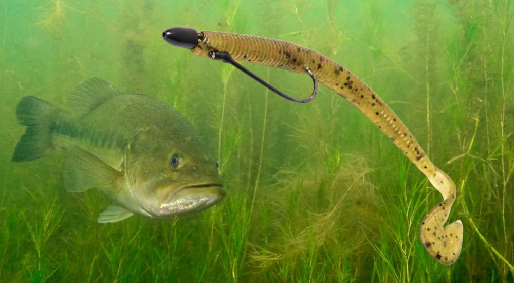 swimming a worm for bass