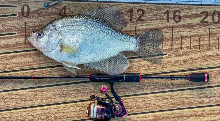 3 Best Cheap Crappie Rod and Reel Combos
