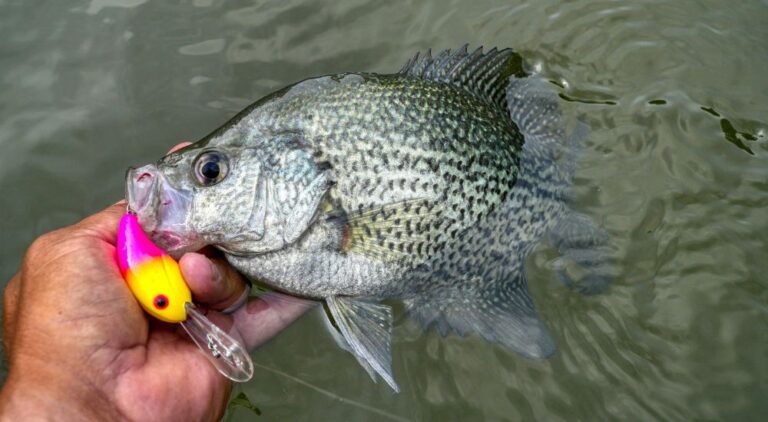 hard baits for crappie