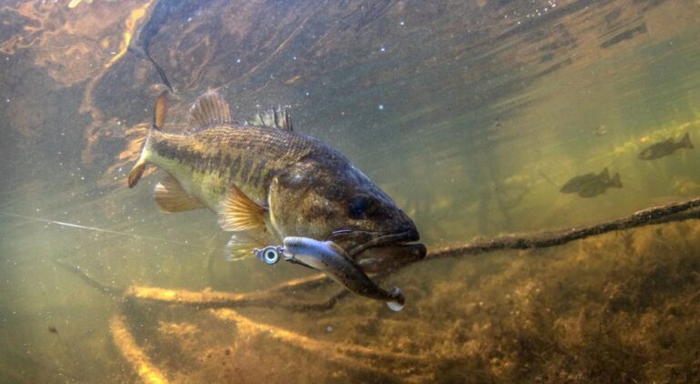 The 3 Best Z-Man MinnowZ Colors