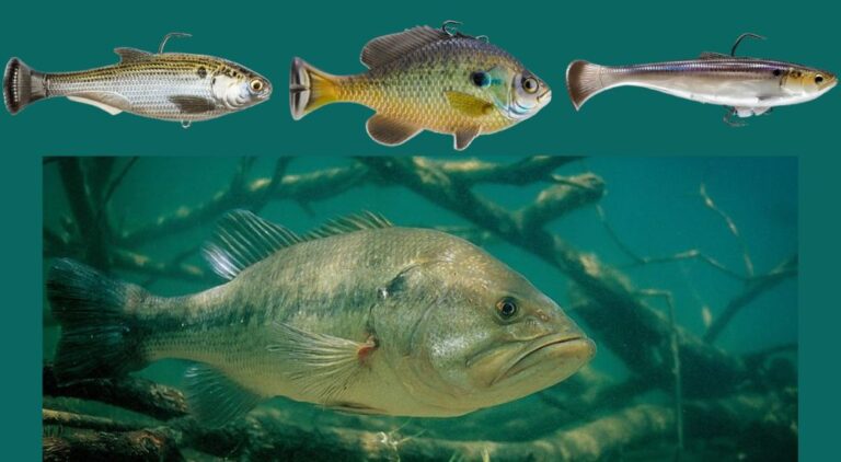 3 Best Line Through Swimbaits