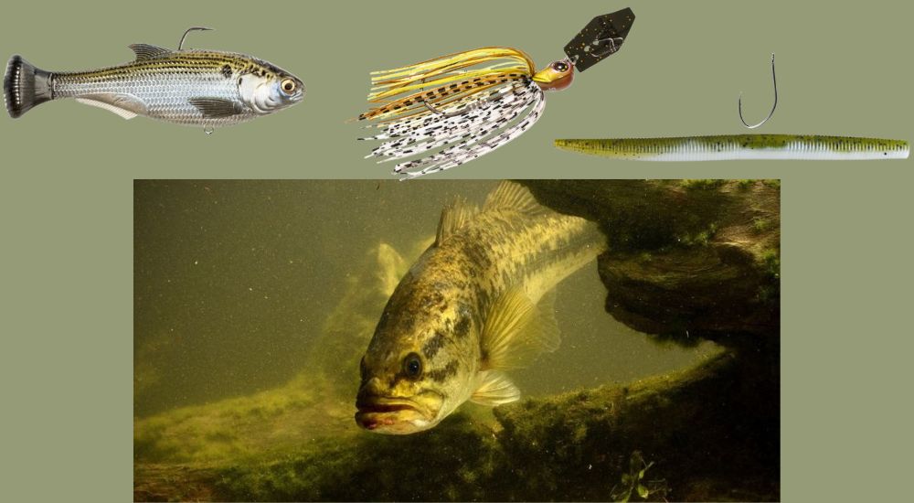 The 3 Best Pre Spawn Baits for Ponds