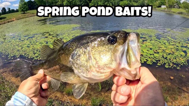 3 Best Baits for Spring Bass Fishing in Ponds