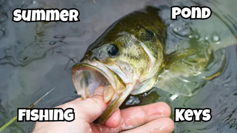 3 Keys to Summer Bass Fishing in Ponds