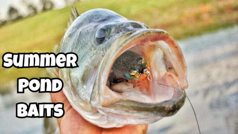 Best Baits for Summer Bass Fishing in Ponds