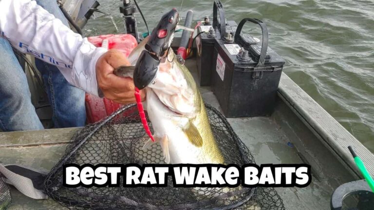 3 Best Rat Wake Baits for Bass Fishing